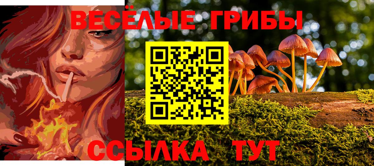 Псилоцибиновые грибы Cubensis  Вход с VPN  Дивногорск 